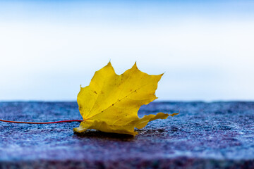 Yellow leaf on wooden background