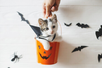 Happy Halloween. Cute kitten sitting in halloween trick or treat bucket on white background with...
