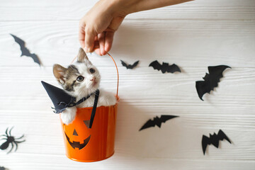 Cute kitten sitting in halloween trick or treat bucket on white background with black bats. Hand holding jack o' lantern pumpkin pail with adorable kitty in in witch hat. Happy Halloween © sonyachny