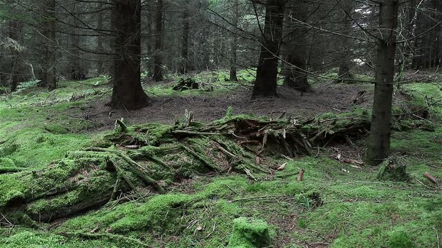 An old decaying log overgrown with green moss in the forest