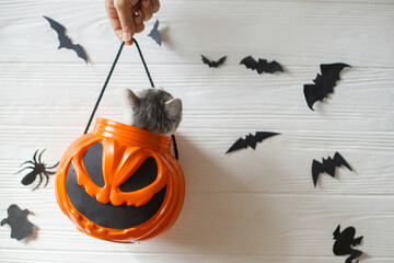 Cute kitten sitting in halloween trick or treat bucket on white background with black bats....