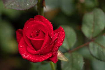 Red romantic rose with waterdrops.