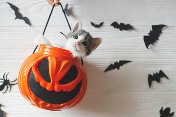 Happy Halloween. Cute kitten sitting in halloween trick or treat bucket on white background with black bats. Adorable kitty looking from jack o' lantern pumpkin pail. © sonyachny