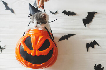 Cute kitten in witch hat sitting in halloween trick or treat bucket on white background with black...