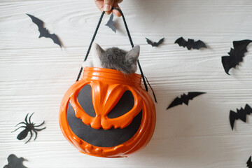 Cute kitten sitting in halloween trick or treat bucket on white background with black bats....