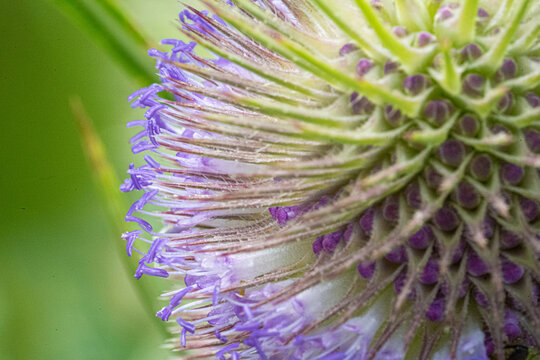 Close up Abstract Nature Marco View of Thistle spines needles with purple flowers
