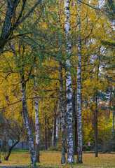 Fototapeta premium Autumn forest with yellow leaves, late fall. Colors of autumn.