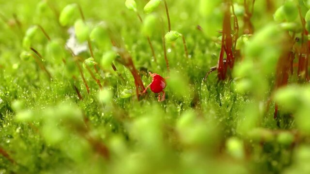 Trombidiidae, known as red velvet mites, true velvet mites, or rain bugs, are arachnids found in soil litter known for their bright red color.