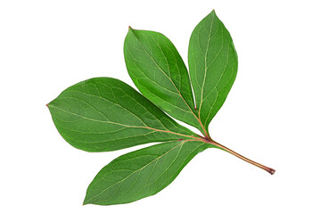 Peon flower leaf