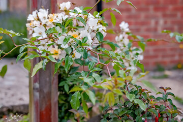 Fototapeta na wymiar A wedding rose growing in an English country garden
