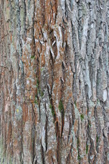The bark of an old tree. Russia.