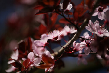 Prunus