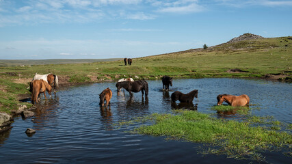 Beautiful Dartmoor ponies with foals, take a refreshing dip and drink on a hot Summer day on...