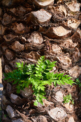 Plant growing in the trunk