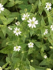 white flowers on green background