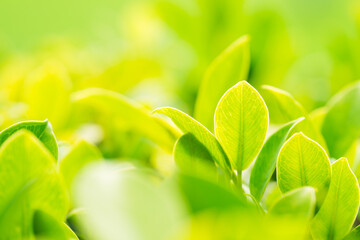 Closeup nature view of green leaf on blurred greenery background with copy space using as background and fresh ecology wallpaper concept