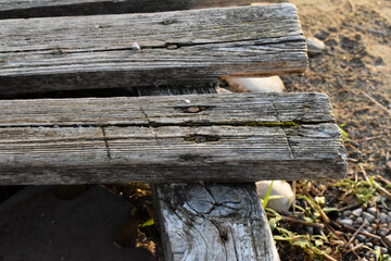 Stare deski na drewnianym poście nad wodą. © Krzysztof Głowacki