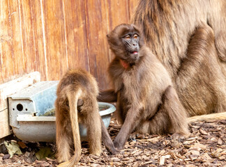 gelada baboon