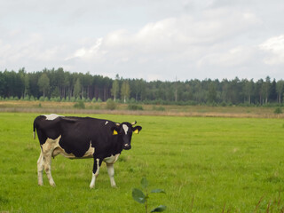 cows in the field on the pasture. farm. beef. dairy farm animal husbandry