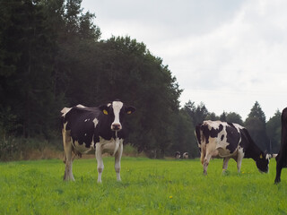 Fototapeta premium cows in the field on the pasture. farm. beef. dairy farm animal husbandry