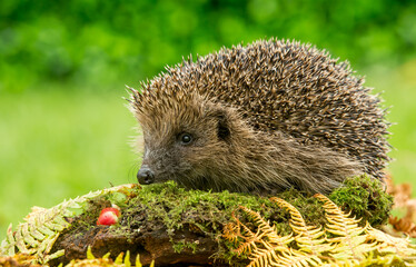 Hedgehog (Scientific name: Erinaceus Europaeus) wild, free roaming hedgehog, taken from a wildlife...