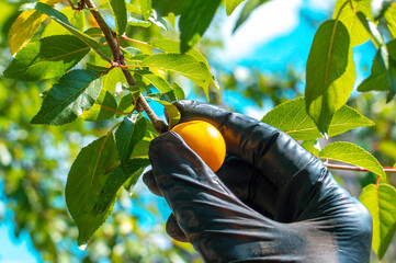 Woman hand in black gloves harvests cherry plum or Myrobalan (lat. Prunus cerasifera) Prunus...