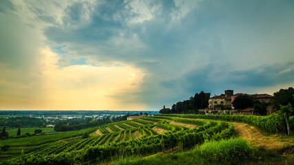 Storm over the vineyard