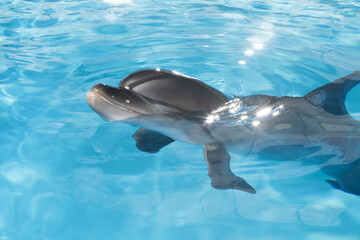 Obraz premium view of nice bottle nose dolphin swimming in blue crystal water