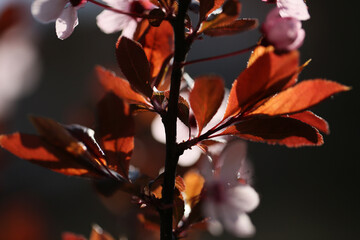 Prunus