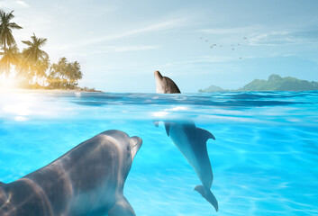 view of nice bottle nose dolphin  swimming in blue crystal water