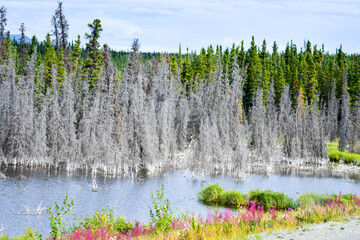 Sulfur Lake