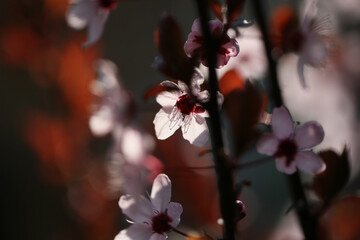 Prunus