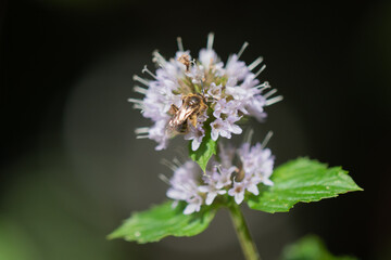 Minze blüte
