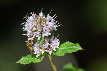 Minze blüte
