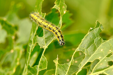 The voracious yellow-green shaggy with black dots of the caterpillar destroys fresh foliage. Pests threaten the garden site.
