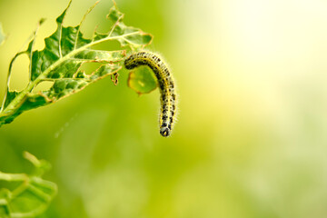 Yellow-green shaggy with black dots caterpillar destroys fresh foliage. Pests threaten the garden...