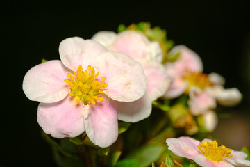 Flowers pink cinquefoil in the summer sunlight in the garden.