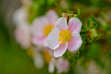 Fototapeta na wymiar Flowers pink cinquefoil in the summer sunlight in the garden.