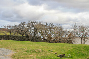 &Aacute;rvores Uruguaias