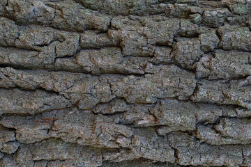Oak tree bark.