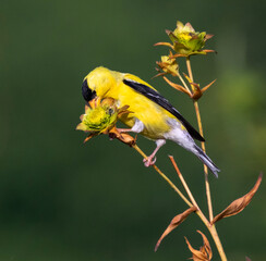 American goldfinch (Spinus tristis) male feeding on flower seeds in prairie, Ames, Iowa, USA
