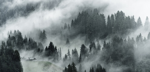 ombre di bosco