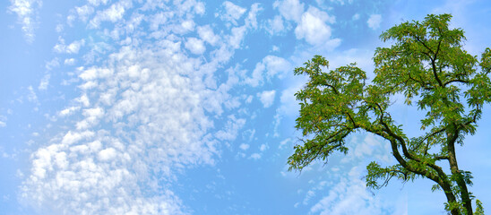 image of a beautiful tall tree against the sky close-up