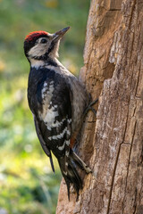 Juvenille wood pecker searcing for insects