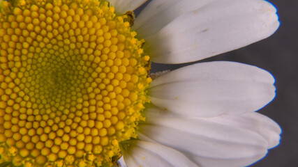close of ox-eye daisy partial