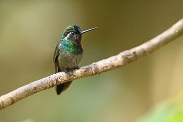 Purple-throated Mountain-gem is perching on branch
