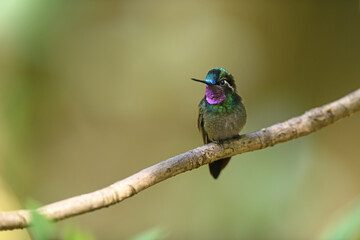 Purple-throated Mountain-gem is perching on branch
