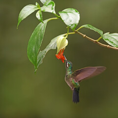 Purple-throated Mountain-gem is flying feeding nectar from red flower
