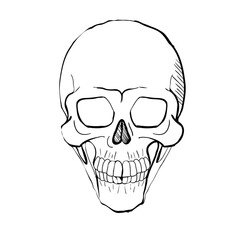 Hand drawn line art anatomically correct human skull isolated. Black and white vector illustration
