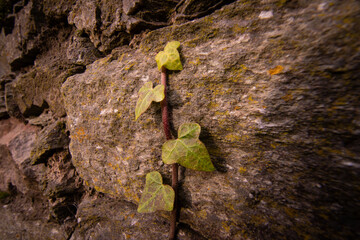 green ivy leafs on a rock
